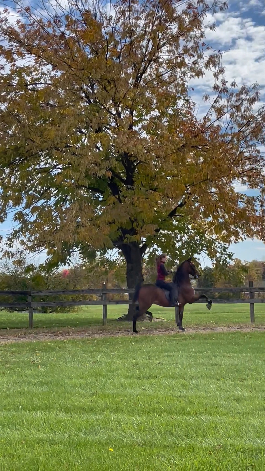 Southern Sky Stables horse training Kodak Kisses